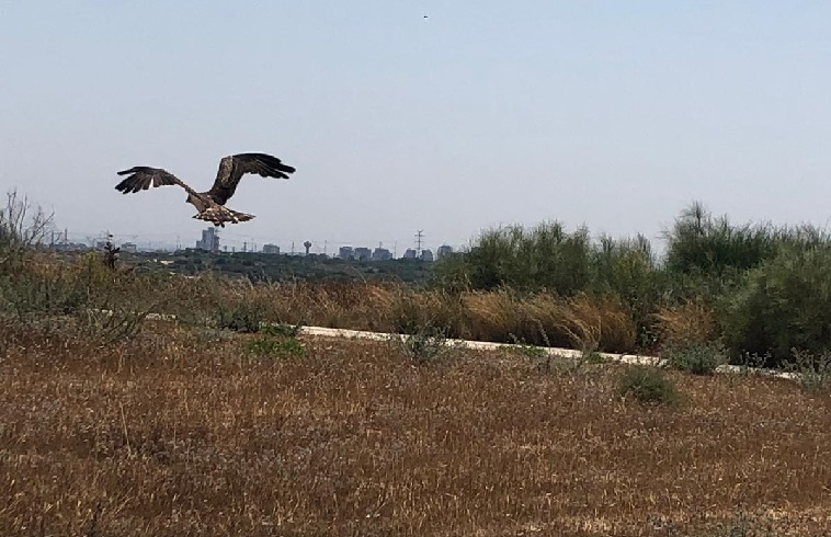 צבא ההגנה לטבע חיילים מבסיס פלמחים הצילו את חייו של חיוויאי ערים